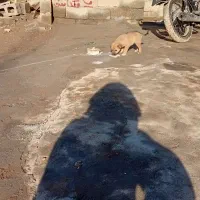 سگ عراقی|سگ|لیلان, |دیوار