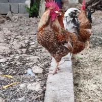 خروس