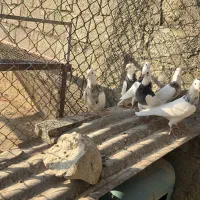 طوقی|پرنده|شبانکاره, |دیوار