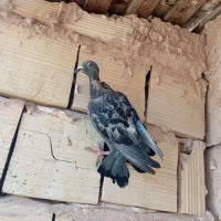 کفتر