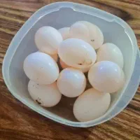 تخم کبوتر (کفتر) تازه