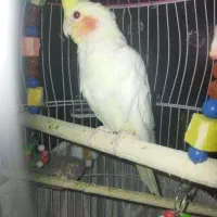 عروس هلندی (عروس پاریس)