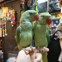 کشور پرندگان ملنگو راهب گیرینچیک برزیلی خورشیدی|پرنده|تهران, گلستان (شهرک راه آهن)|دیوار