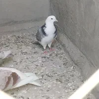 گمشده