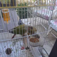 دوعدد پرنده