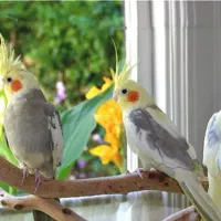 عروس هلندی پیدا شده