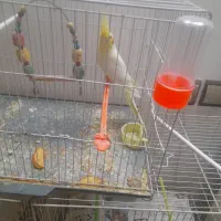 عروس هلندی ماده