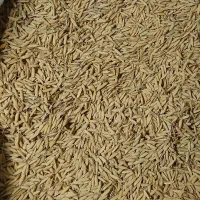 تخم جو علی کاظمی