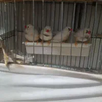 فنچ زبرا سفید