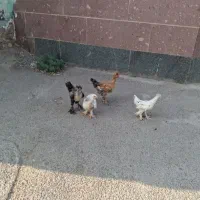 مرغو خروس