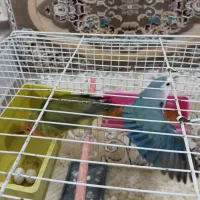 سه عدد طوطی برزیلی|پرنده|زاوه, |دیوار