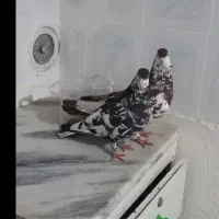 کفتر فروشی|پرنده|بیرجند, |دیوار