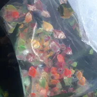 کالرویدو (گلوفیش)|ماهی|اصفهان, فجر|دیوار