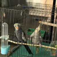 یک جفت عروس هلندی گل باقالی (مولد تخم گذار )