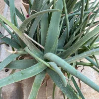 گلدان آلوورا|گل و گیاه طبیعی|بندر ماهشهر, |دیوار