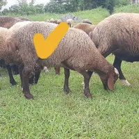 بره ماده دورگ|حیوانات مزرعه|تنکابن, |دیوار
