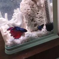 ماهی فایتر ، لوازم آکواریوم ، لوازم اکواریوم|ماهی|رشت, منظریه|دیوار