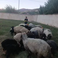 فروش بره نر