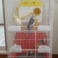 طوطی عروس ، عروس هلندی