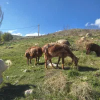 میش چینی بره دار