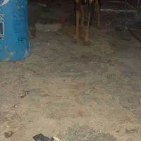 سگ نگهبان|سگ|آبادان, |دیوار