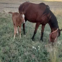مادیان با کره نر|اسب و تجهیزات اسب‌سواری|شاهیوند, |دیوار