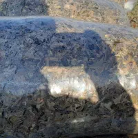 فروش ذرت علوفه یی|عمده‌فروشی|فاضل آباد, |دیوار