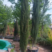 سرو شیراز ده ساله بزرگ