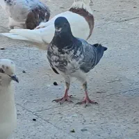 فروش سه عدد کبوتر|پرنده|اصفهان, طامه|دیوار