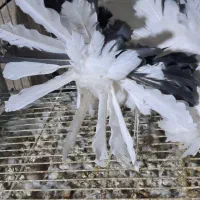 چتری آمریکایی دم رنگی|پرنده|اصفهان, بهاران|دیوار