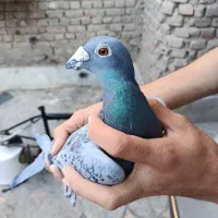 کبوتر پلاکی