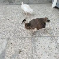 دو عدد جوجه طاووس