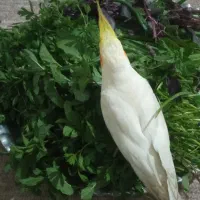 عروس هلندی گمشده