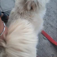 سگ پاکوتاه|سگ|مشهد, الهیه|دیوار