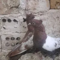 کفتریاکبوتر|پرنده|مشهد, مقصود آباد|دیوار