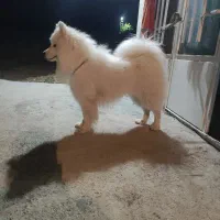 سگ نژاد سامویید وارداتی با تخفیف اخرش12|سگ|جونقان, |دیوار