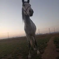 مادیان نژاد کردفروشی.با ۸ماه آبستنی  گناباد