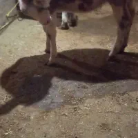 گوساله ماده سمینتال