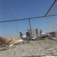 کبوتر کفتر پرنده پرشی|پرنده|شال, |دیوار