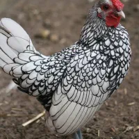 6عددخروس سیبرایت،پولک منظم