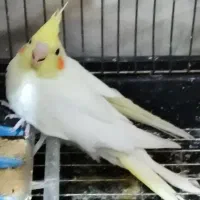 جوجه عروس هلندی لوتینو زعفرونی