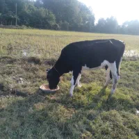 لیشه هولیشتان