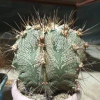 کاکتو س|گل و گیاه طبیعی|شاهینشهر, طالقانی|دیوار