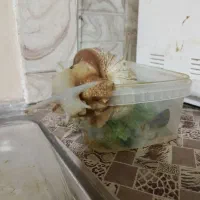 حلزون بزرگ تخم گذار ۱۰سال قد لاک