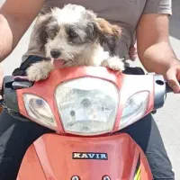 سگ پودل کراس