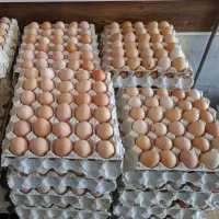 تخم مرغ گلپایگان