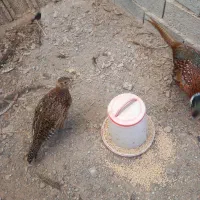 مرغ خروس آمریکای|حیوانات مزرعه|لاهیجان, لیل|دیوار