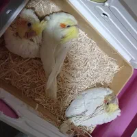 دوعدد عروس باپنج تا جوجه در بناب