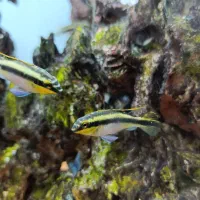 ماهی کریبنسیس|ماهی|تهران, جنتآباد جنوبی|دیوار