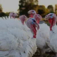 بوقلمون زنده